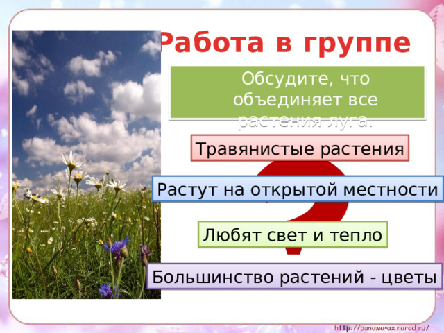 Работа в группе  Обсудите, что объединяет все растения луга. Травянистые растения Растут на открытой местности Любят свет и тепло Большинство растений - цветы