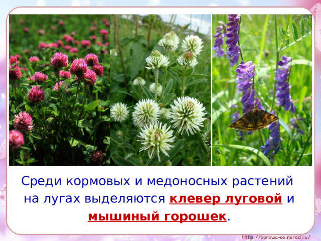 Среди кормовых и медоносных растений на лугах выделяются клевер луговой  и мышиный горошек .