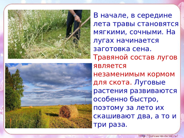 В начале, в середине лета травы становятся мягкими, сочными. На лугах начинается заготовка сена. Травяной состав лугов является незаменимым кормом для скота. Луговые растения развиваются особенно быстро, поэтому за лето их скашивают два, а то и три раза.