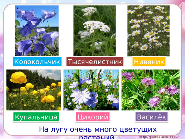 Колокольчик Тысячелистник Нивяник Купальница Василёк Цикорий  На лугу очень много цветущих растений.