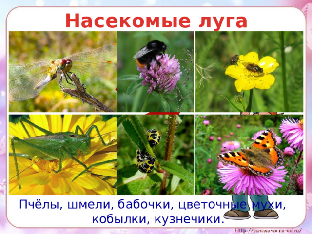 Насекомые луга Пчёлы, шмели, бабочки, цветочные мухи, кобылки, кузнечики.