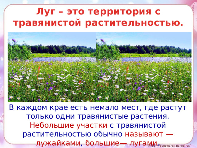 Луг – это территория с травянистой растительностью.  В каждом крае есть немало мест, где растут только одни травянистые растения. Небольшие участки с травянистой растительностью обычно называют — лужайками , большие— лугами .