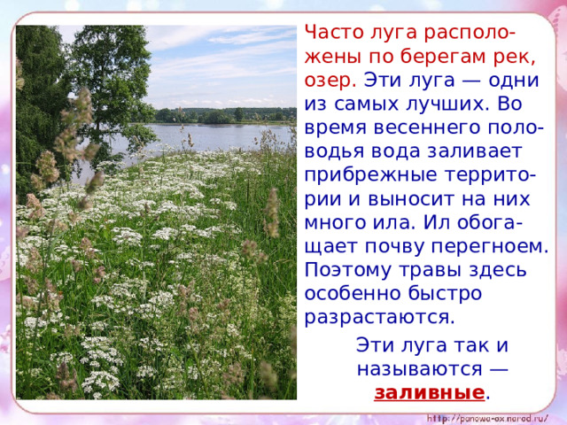 Часто луга располо-жены по берегам рек, озер. Эти луга — одни из самых лучших. Во время весеннего поло-водья вода заливает прибрежные террито-рии и выносит на них много ила. Ил обога-щает почву перегноем. Поэтому травы здесь особенно быстро разрастаются.  Эти луга так и называются — заливные .