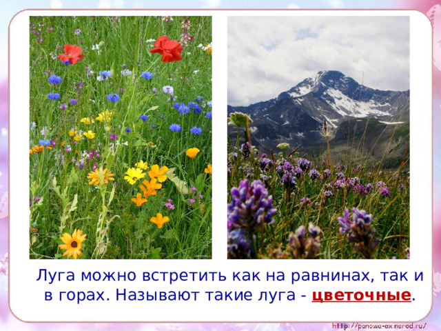 Луга можно встретить как на равнинах, так и в горах. Называют такие луга - цветочные .