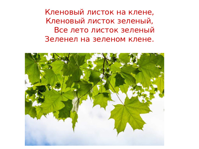 Кленовый листок на клене, Кленовый листок зеленый,  Все лето листок зеленый Зеленел на зеленом клене.
