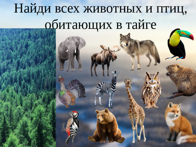 Найди всех животных и птиц, обитающих в тайге