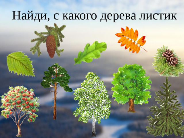 Найди, с какого дерева листик