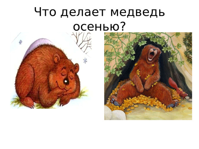 Что делает медведь осенью?