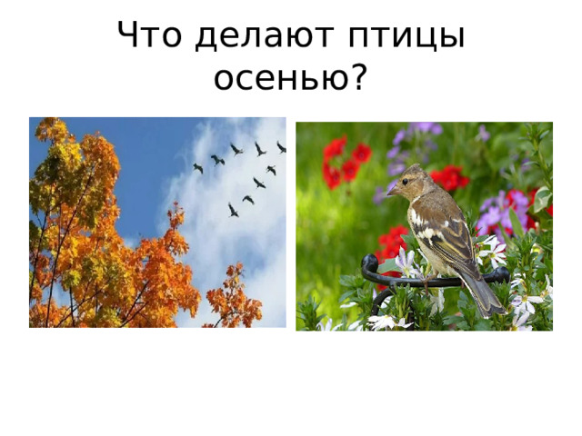 Что делают птицы осенью?