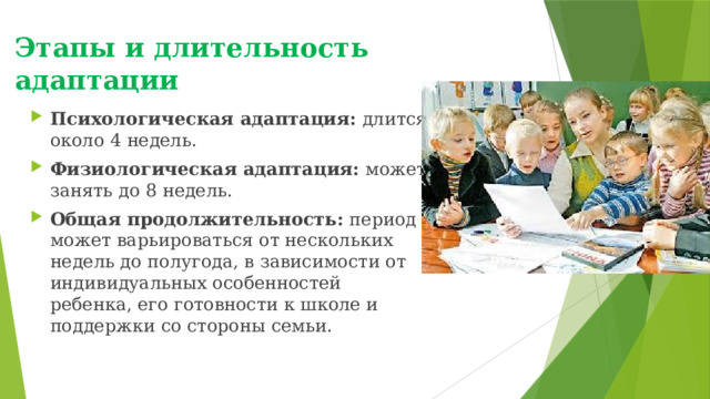 Этапы и длительность адаптации