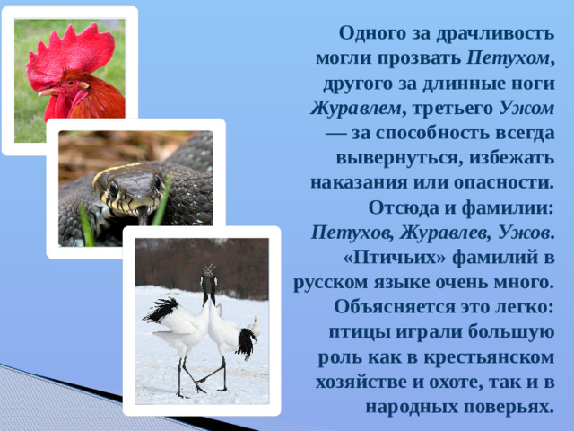 Одного за драчливость могли прозвать Петухом , другого за длинные ноги Журавлем , третьего Ужом — за способность всегда вывернуться, избежать наказания или опасности. Отсюда и фамилии: Петухов, Журавлев, Ужов . «Птичьих» фамилий в русском языке очень много. Объясняется это легко: птицы играли большую роль как в крестьянском хозяйстве и охоте, так и в народных поверьях.