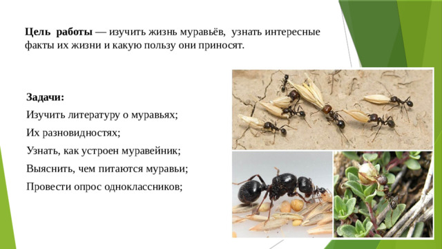 Цель работы — изучить жизнь муравьёв, узнать интересные факты их жизни и какую пользу они приносят.    Задачи: Изучить литературу о муравьях; Их разновидностях; Узнать, как устроен муравейник; Выяснить, чем питаются муравьи; Провести опрос одноклассников;