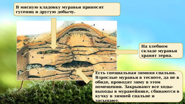 В мясную кладовку муравьи приносят гусениц и другую добычу. На хлебном складе муравьи хранят зерна. Есть специальная зимняя спальня. Взрослые муравьи в тесноте, да не в обиде, проводят зиму в этом помещении. Закрывают все ходы-выходы в муравейнике, сбиваются в кучку в зимней спальне и засыпают.