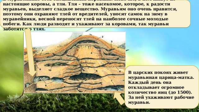 В муравейнике есть специальный коровник. Конечно, в нем живут не настоящие коровы, а тли. Тля – тоже насекомое, которое, к радости муравьев, выделяет сладкое вещество. Муравьям оно очень нравится, поэтому они охраняют тлей от вредителей, уносят самок на зиму в муравейники, весной переносят тлей на наиболее сочные молодые побеги. Как люди разводят и ухаживают за коровами, так муравьи заботятся о тлях. В царских покоях живет муравьиная царица-матка. Каждый день она откладывает огромное количество яиц (до 1500). За ней ухаживают рабочие муравьи.