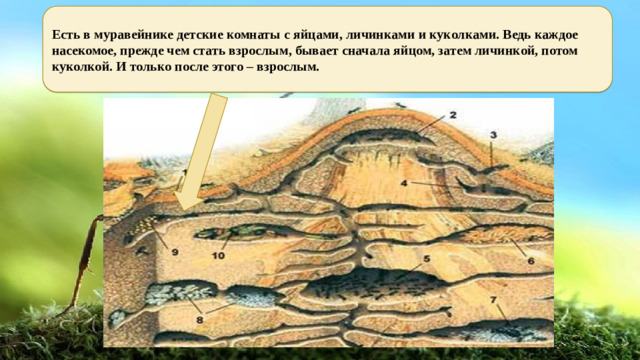 Есть в муравейнике детские комнаты с яйцами, личинками и куколками. Ведь каждое насекомое, прежде чем стать взрослым, бывает сначала яйцом, затем личинкой, потом куколкой. И только после этого – взрослым. 