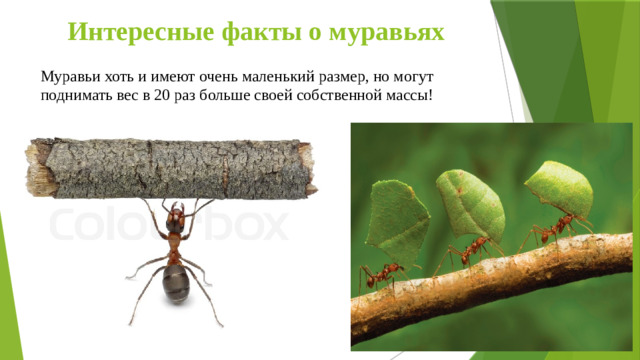 Интересные факты о муравьях Муравьи хоть и имеют очень маленький размер, но могут поднимать вес в 20 раз больше своей собственной массы!