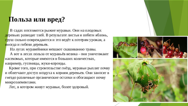 Польза или вред?   В садах поселяются рыжие муравьи. Они на плодовых деревьях разводят тлей. В результате листья и побеги яблонь, груш сильно повреждаются и это ведёт к потерям урожая, а иногда и гибели деревьев.  На лугах муравейники мешают скашиванию травы.  А вот в лесах польза от муравьёв велика - они уничтожают насекомых, которые имеются в больших количествах, например, гусеницы, жуки-короеды.  Кроме того, при строительстве гнёзд, муравьи рыхлят почву и облегчают доступ воздуха к корням деревьев. Они заносят в гнездо различные органические остатки и обогащают почву микроэлементами.  Лес, в котором живут муравьи, более здоровый.