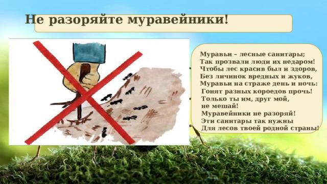 Не разоряйте муравейники! Муравьи – лесные санитары; Так прозвали люди их недаром! Чтобы лес красив был и здоров, Без личинок вредных и жуков, Муравьи на страже день и ночь: Гонят разных короедов прочь! Только ты им, друг мой, не мешай! Муравейники не разоряй! Эти санитары так нужны Для лесов твоей родной страны!
