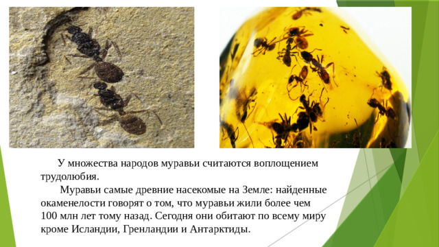 У множества народов муравьи считаются воплощением трудолюбия.  Муравьи самые древние насекомые на Земле: найденные окаменелости говорят о том, что муравьи жили более чем 100 млн лет тому назад. Сегодня они обитают по всему миру кроме Исландии, Гренландии и Антарктиды.
