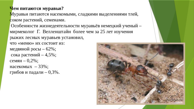 Чем питаются муравьи?  Муравьи питаются насекомыми, сладкими выделениями тлей, соком растений, семенами.  Особенности жизнедеятельности муравьёв немецкий ученый – мирмеколог Г. Велленштайн более чем за 25 лет изучения рыжих лесных муравьев установил,  что «меню» их состоит из:  медвяной росы – 62%;  сока растений – 4,5%;  семян – 0,2%;  насекомых – 33%;  грибов и падали – 0,3%.