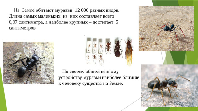 На Земле обитают муравьи 12 000 разных видов. Длина самых маленьких из них составляет всего 0,07 сантиметра, а наиболее крупных – достигает 5 сантиметров  По своему общественному устройству муравьи наиболее близкие к человеку существа на Земле.