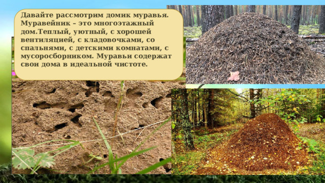 Давайте рассмотрим домик муравья. Муравейник – это многоэтажный дом.Теплый, уютный, с хорошей вентиляцией, с кладовочками, со спальнями, с детскими комнатами, с мусоросборником. Муравьи содержат свои дома в идеальной чистоте.