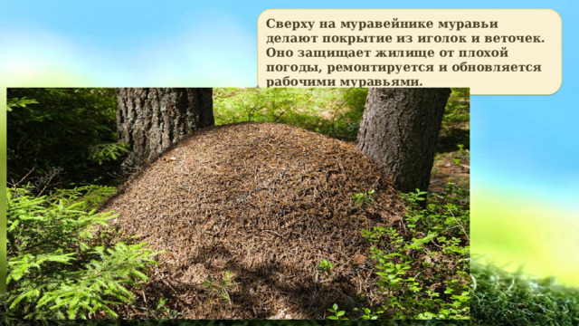 Сверху на муравейнике муравьи делают покрытие из иголок и веточек. Оно защищает жилище от плохой погоды, ремонтируется и обновляется рабочими муравьями.