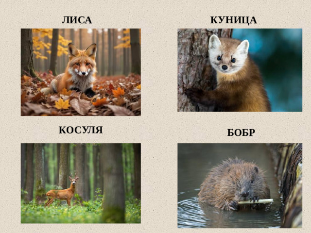 ЛИСА КУНИЦА КОСУЛЯ БОБР