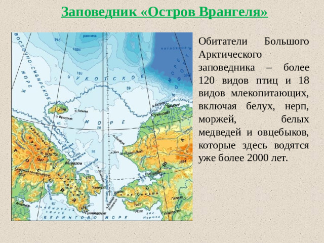 Заповедник «Остров Врангеля» Обитатели Большого Арктического заповедника – более 120 видов птиц и 18 видов млекопитающих, включая белух, нерп, моржей, белых медведей и овцебыков, которые здесь водятся уже более 2000 лет.