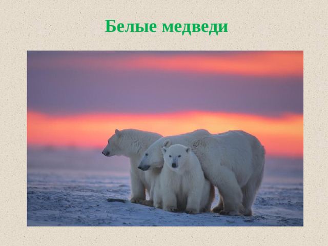 Белые медведи