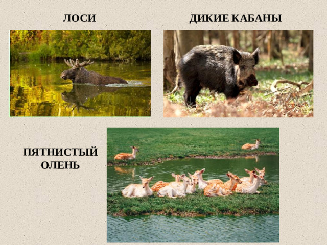 ЛОСИ ДИКИЕ КАБАНЫ ПЯТНИСТЫЙ ОЛЕНЬ