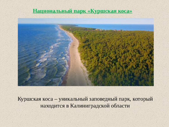 Национальный парк «Куршская коса» Куршская коса – уникальный заповедный парк, который находится в Калиниградской области