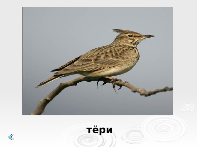 тёри