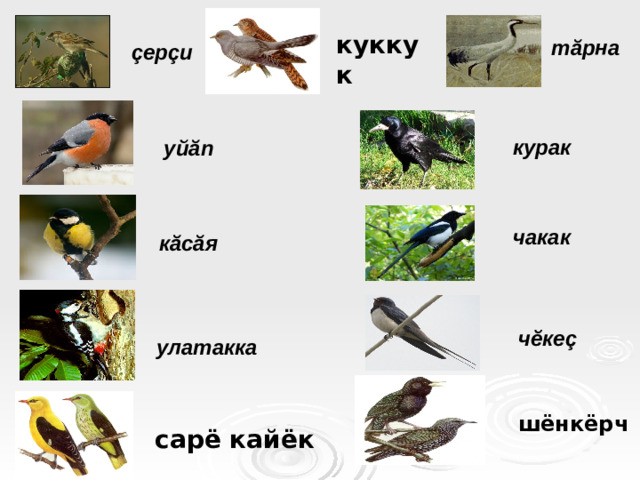 куккук т ă рна ç ер ç и курак уй ă п чакак к ă с ă я ч ĕ ке ç улатакка шёнкёрч сарё кайёк