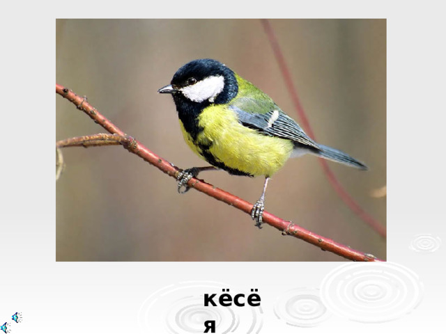 кёсёя