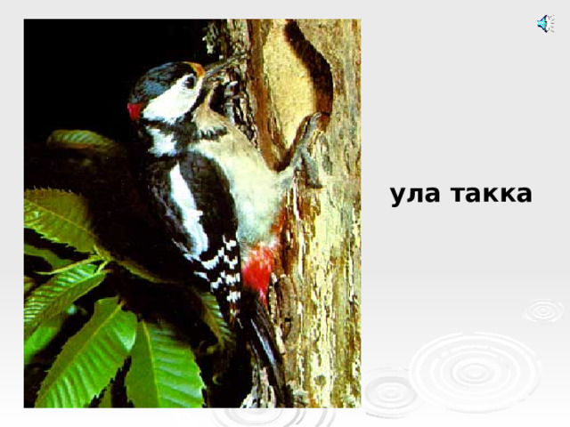 ула такка