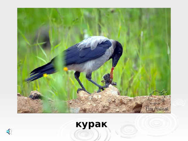 курак