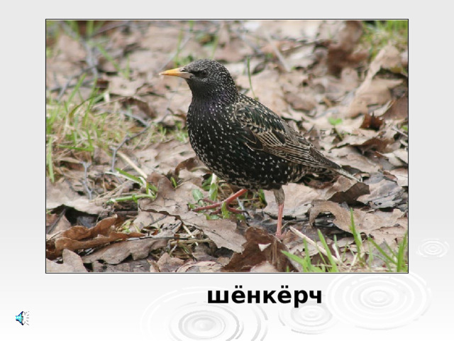 шёнкёрч
