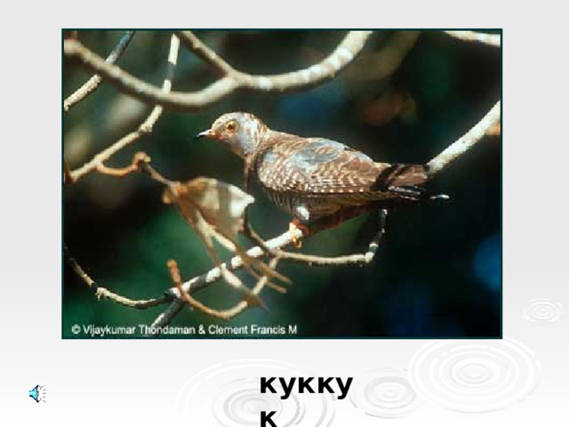 куккук
