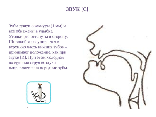 ЗВУК [ С ] Зубы почти сомкнуты (1 мм) и все обнажены в улыбке. Уголки рта оттянуты в сторону. Широкий язык упирается в верхнюю часть нижних зубов – принимает положение, как при звуке [ И ] . При этом холодная воздушная струя воздуха направляется на передние зубы.