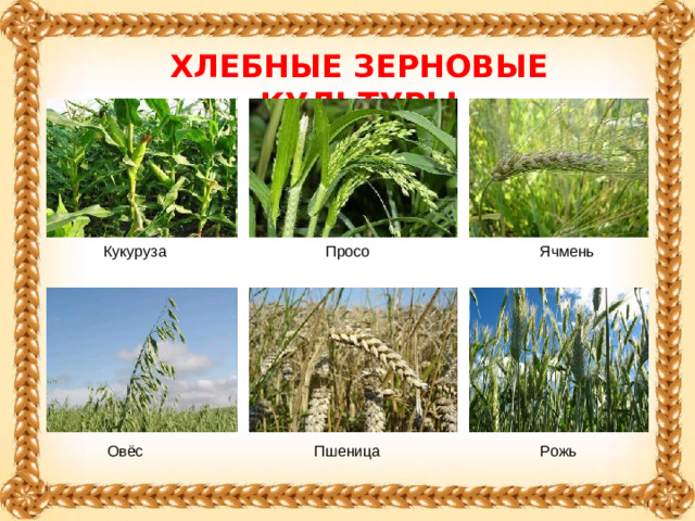 ХЛЕБНЫЕ ЗЕРНОВЫЕ КУЛЬТУРЫ Ячмень Кукуруза Просо Овёс Пшеница Рожь