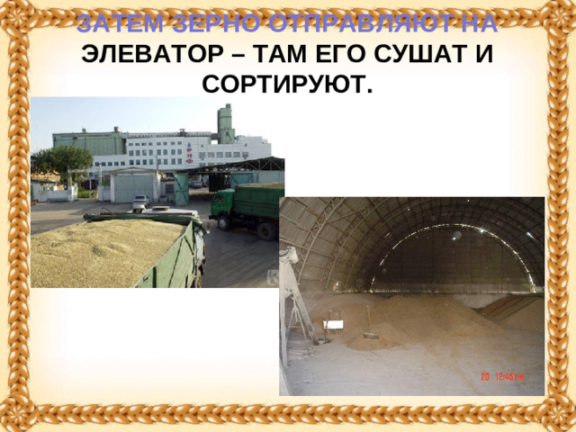 ЗАТЕМ ЗЕРНО ОТПРАВЛЯЮТ НА ЭЛЕВАТОР – ТАМ ЕГО СУШАТ И СОРТИРУЮТ.