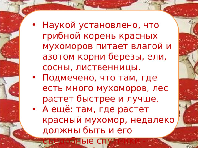 Наукой установлено, что грибной корень красных мухоморов питает влагой и азотом корни березы, ели, сосны, лиственницы. Подмечено, что там, где есть много мухоморов, лес растет быстрее и лучше. А ещё: там, где растет красный мухомор, недалеко должны быть и его съедобные спутники - белый гриб или подберезовик.