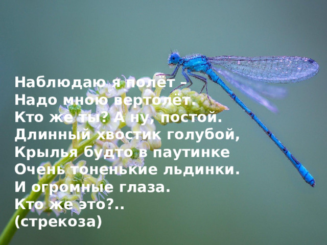 Наблюдаю я полёт – Надо мною вертолёт. Кто же ты? А ну, постой. Длинный хвостик голубой, Крылья будто в паутинке Очень тоненькие льдинки. И огромные глаза. Кто же это?.. (стрекоза)