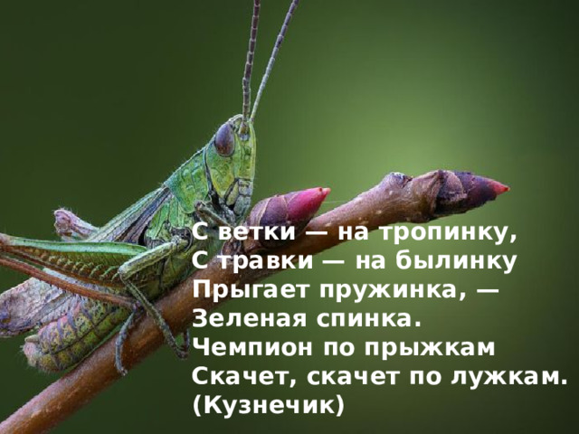 С ветки — на тропинку, С травки — на былинку Прыгает пружинка, — Зеленая спинка. Чемпион по прыжкам Скачет, скачет по лужкам. (Кузнечик)