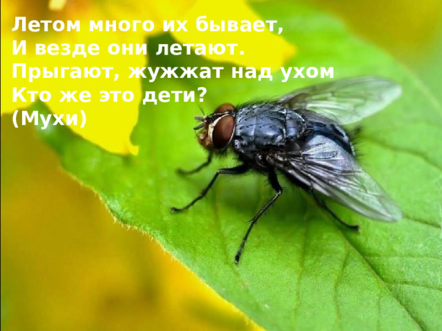 Летом много их бывает, И везде они летают. Прыгают, жужжат над ухом Кто же это дети? (Мухи)