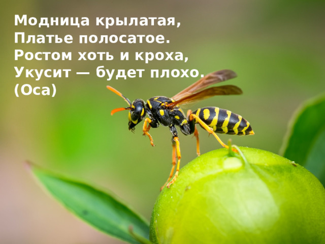 Модница крылатая, Платье полосатое. Ростом хоть и кроха, Укусит — будет плохо. (Оса)
