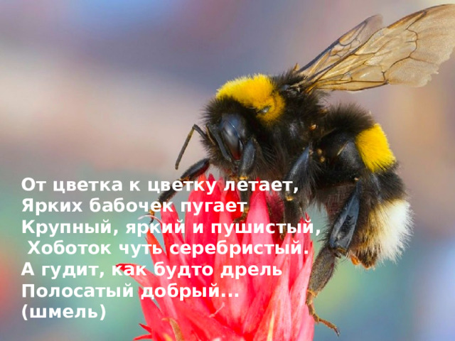 От цветка к цветку летает, Ярких бабочек пугает Крупный, яркий и пушистый,  Хоботок чуть серебристый. А гудит, как будто дрель Полосатый добрый... (шмель)