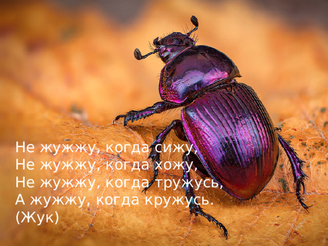 Не жужжу, когда сижу, Не жужжу, когда хожу, Не жужжу, когда тружусь, А жужжу, когда кружусь. (Жук)