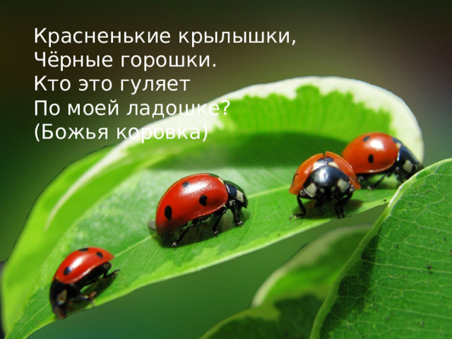 Красненькие крылышки, Чёрные горошки. Кто это гуляет По моей ладошке? (Божья коровка)